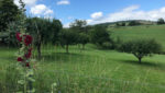 Maison en pierres avec piscine - sur terrain arboré.